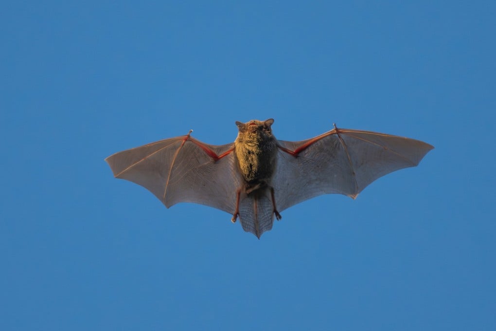 A Chinese research team has discovered a new bat coronavirus with the potential to infect humans through the same pathway as Covid-19.