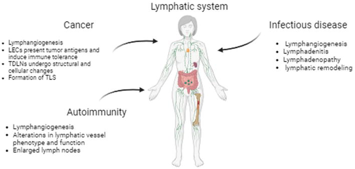 Condition of the lymph system