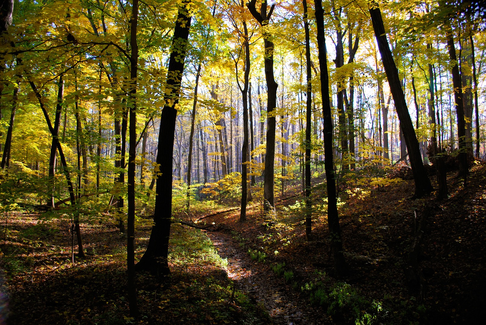 UK’s First New National Forest in 30 Years to Be Planted