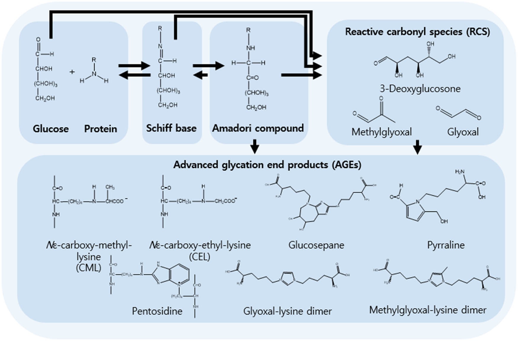 glycation process in the body