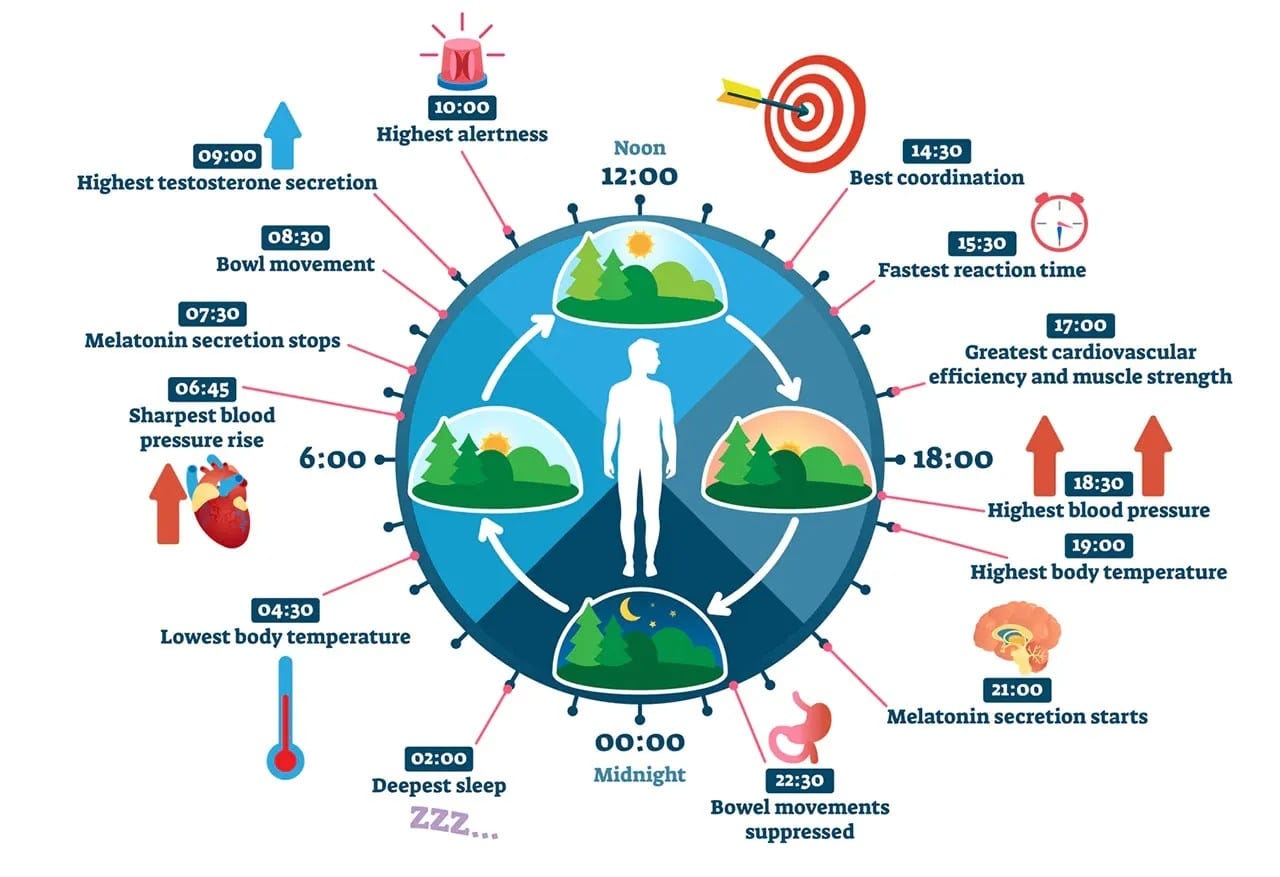 Revival and Renewal: How the Body Clock and Hormones  aids us